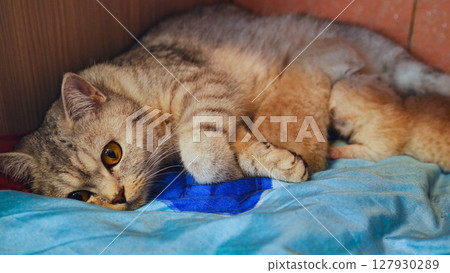 Maternal tabby gently nursing tiny newborn kittens, displaying nurturing bond within soft, warm nest 127930289