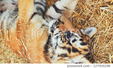 Playful tiger cub rolling on straw in zoo 127930296