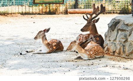 Family of fallow deer resting peacefully under tree shade, enjoying tranquil moments within safari park enclosure Family of fallow deer resting peacefully under tree shade, enjoying tranquil moments within safari park enclosure 127930298