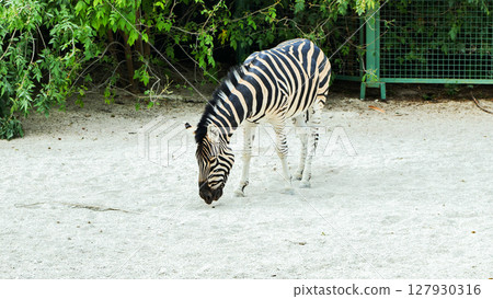 Lonely zebra grazing on sand inside a zoo enclosure 127930316
