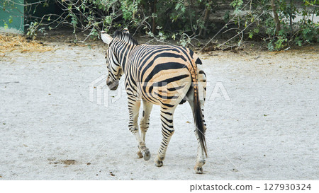 Back view of a zebra walking away across sandy ground in a zoo or safari park, showcasing its striking black and white stripes Back view of a zebra walking away across sandy ground in a zoo or safari park, showcasing its striking black and white stripes 127930324