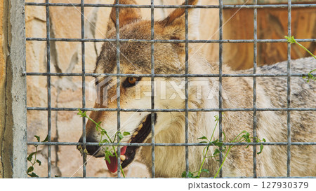 Iberian wolf showing teeth behind a metal fence in a zoo Iberian wolf showing teeth behind a metal fence in a zoo 127930379