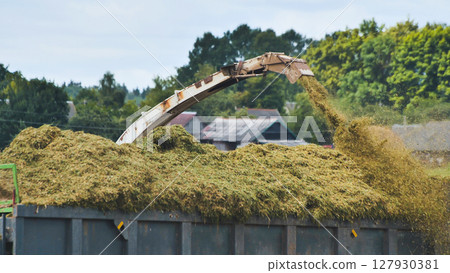 Forage harvester unloading green crop near rural farmstead, agricultural machinery transferring freshly cut fodder into waiting truck 127930381