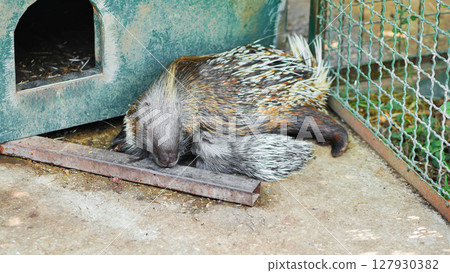 Maternal crested porcupine gently holding offspring, displaying nurturing bond within enclosed wildlife habitat Maternal crested porcupine gently holding offspring, displaying nurturing bond within enclosed wildlife habitat 127930382