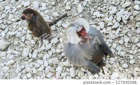 Hamadryas baboon eating fruit, juvenile watching nearby amid lush safari park greenery, natural wildlife interaction unfolding 127930386