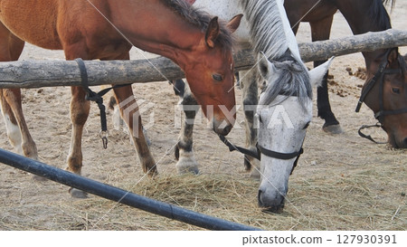 Horses eating hay in Crimea near Belogorsk 127930391