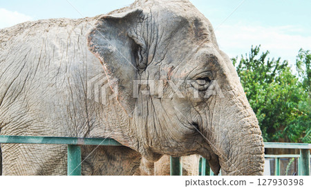 Old sad elephant standing behind bars in a zoo 127930398