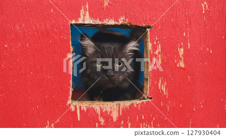 Black cat staring through hole in red wooden fence Black cat staring through hole in red wooden fence 127930404