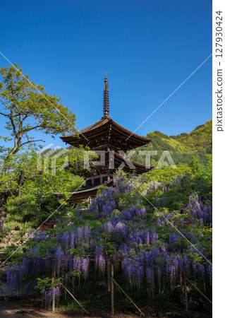 A landscape with wisteria's flowers 127930424