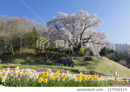 越代櫻花 127930514