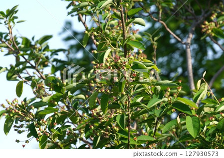 六月莓果實，2025年5月 127930573