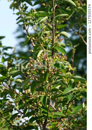 六月莓果實，2025年5月 127930574