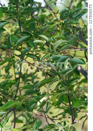 六月莓果實，2025年5月 127930575