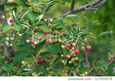 Juneberry fruit, May 2025 Juneberry fruit, May 2025 127930576