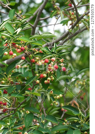 Juneberry fruit, May 2025 Juneberry fruit, May 2025 127930579
