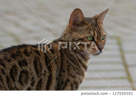 Portrait of Bengal cat outdoors in summer, wild green eyed cat 127930583