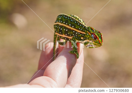 Tiny Jewelled Campan chameleon - Furcifer campani - resting on white man hand. Chameleons are endemic to Madagascar and can be seen in Andringitra National Park Tiny Jewelled Campan chameleon - Furcifer campani - resting on white man hand. Chameleons are endemic to Madagascar and can be seen in Andringitra National Park 127930680