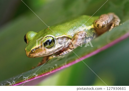 Small Madagascar green tree frog resting on green leaf, closeup detail Small Madagascar green tree frog resting on green leaf, closeup detail 127930681