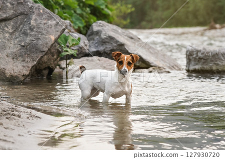 Small Jack Russell terrier crawling in shallow water on a summer day, view from side as she looks into camera Small Jack Russell terrier crawling in shallow water on a summer day, view from side as she looks into camera 127930720