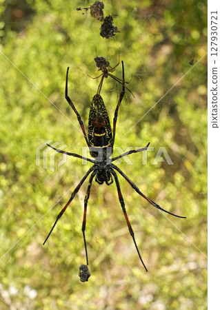 Red legged golden orb weaver spider female - Nephila inaurata madagascariensis, resting on her nest, sun over blurred bushes in background 127930721