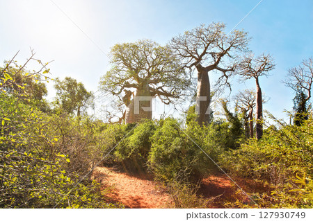 Forest with small baobab and octopus trees, bushes and grass growing on red dusty ground, strong sun backlight 127930749