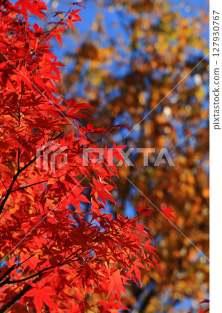 金色散景和紅色閃亮秋葉的秋季背景圖像垂直尺寸 127930767