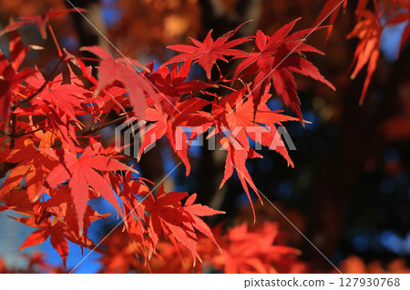 秋日背景,以色彩繽紛、美麗閃亮的紅楓葉為影像 秋日背景,以色彩繽紛、美麗閃亮的紅楓葉為影像 127930768