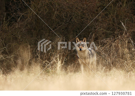Gray wolf, Canis lupus, in the early winter, on the meadow near forest. Wolf in the nature habitat. Wolf looking on prey 127930781