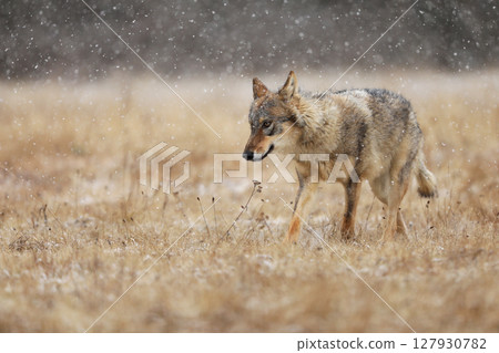 Gray wolf, Canis lupus, in the early winter, on the meadow near forest. Wolf in the nature habitat. Wolf looking on prey 127930782