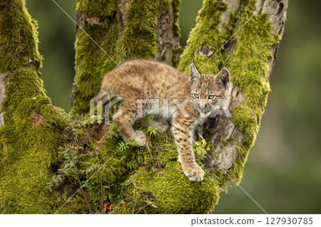 Lynx, eurasian wild cat on green mossed tree with green forest in background, animal in the nature habitat, Europe Lynx, eurasian wild cat on green mossed tree with green forest in background, animal in the nature habitat, Europe 127930785