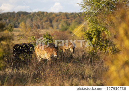 herd of European wild horses in Milovice Nature Reserve, Czech Republic. Equus ferus ferus. Exmoore ponny, wild horses herd of European wild horses in Milovice Nature Reserve, Czech Republic. Equus ferus ferus. Exmoore ponny, wild horses 127930786