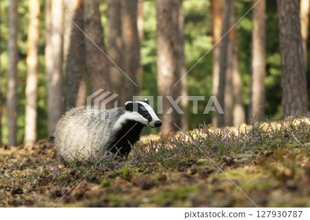 Badger looking for food in forest, animal nature habitat, Germany, Europe. 127930787