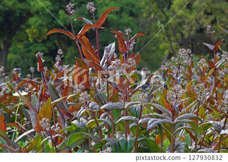 釣鐘柳花期，2025年5月 127930832