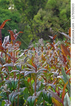 Penstemon flowers, May 2025 127930833