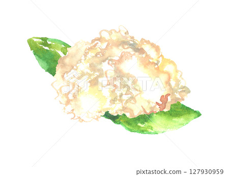 竹筍的水彩插圖 127930959
