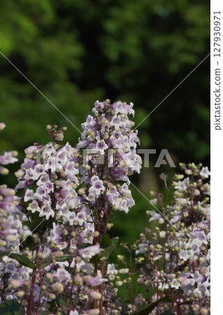 Penstemon flowers, May 2025 127930971