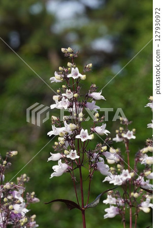 Penstemon flowers, May 2025 127930972