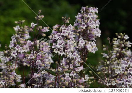 Penstemon flowers, May 2025 127930974