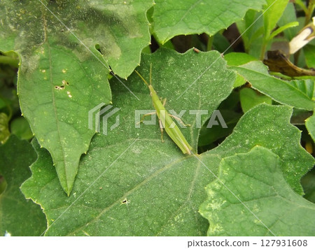 Ovebuta on leaves Ovebuta on leaves 127931608