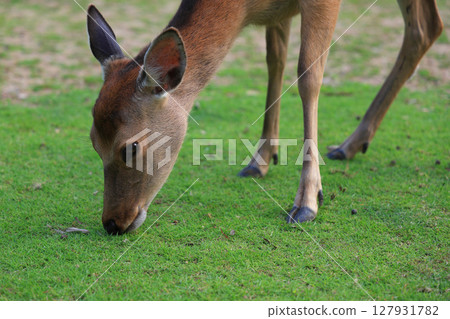 一隻毛茸茸的小母鹿在古都奈良公園的草地上漫步 127931782