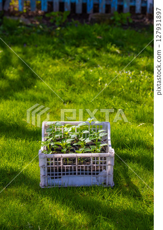 Multiple plants growing in plastic crate in garden Multiple plants growing in plastic crate in garden 127931897
