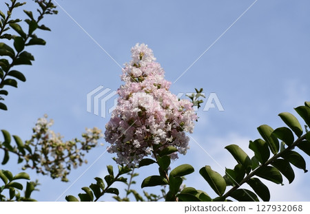 Crape myrtle flowers bloom for three months in midsummer 127932068