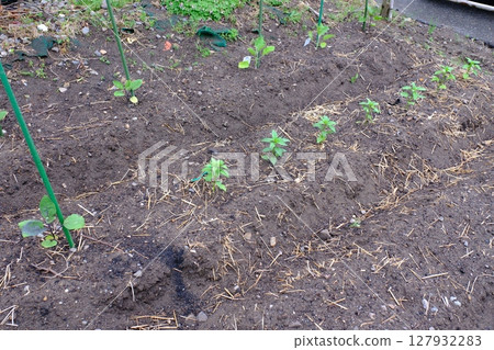 Vegetable garden 127932283