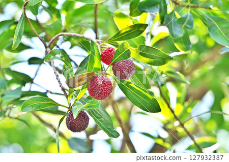 Large red bayberry fruit (summer, June) 127932387
