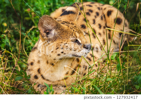 African serval cat lying in tall grass, showing its golden fur with dark spots and alert expression in natural surroundings 127932417