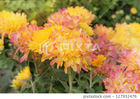 Aesthetic appeal of plants. Chrysanthemums bush with fleshy leaves and yellow flowers. Cottage garden. 127932476
