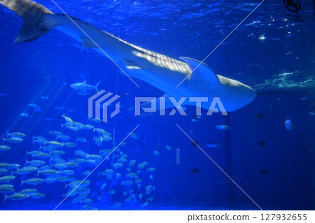Kagoshima aquarium fish shark whale shark 127932655
