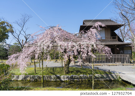 京都涉成園的望花閣與垂枝櫻花 京都涉成園的望花閣與垂枝櫻花 127932704