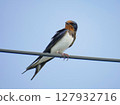 一隻燕子棲息在電線上的特寫 | 一隻小鳥映襯著藍天 127932716