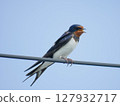 一隻燕子棲息在電線上的特寫 | 一隻小鳥映襯著藍天 127932717